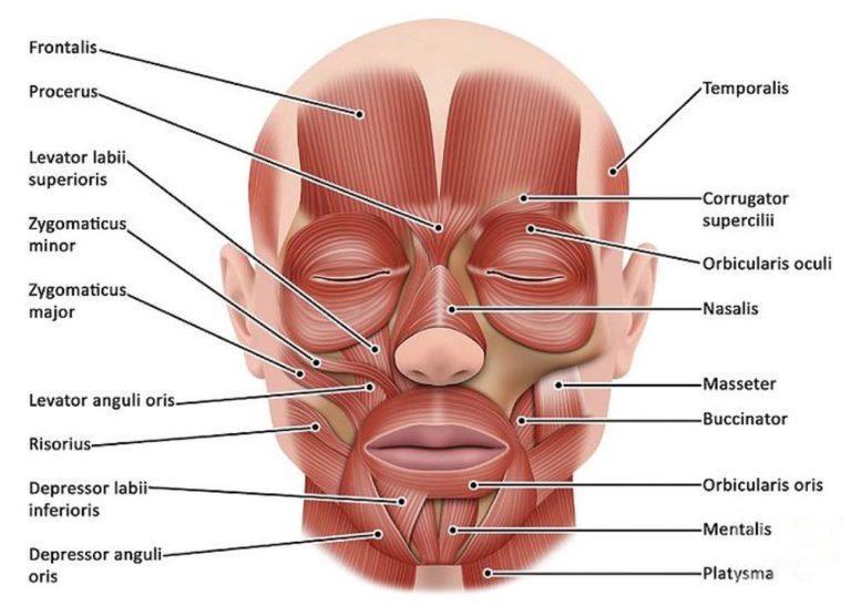 Labelled-Diagram-of-Anatomy-of-Facial-Muscles